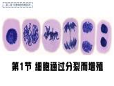 2.3.1 細(xì)胞通過(guò)分裂而增殖（2024秋） 2024北師大版七年級(jí)生物上冊(cè)課件
