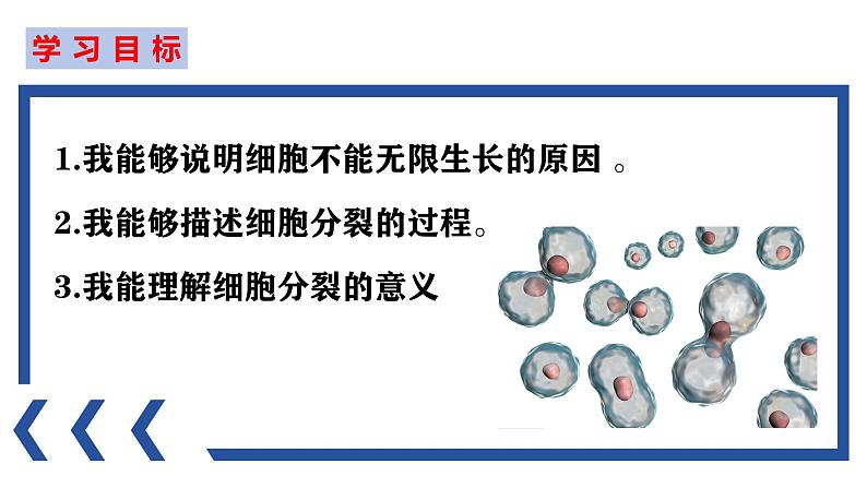 2.3.1 细胞通过分裂而增殖（2024秋） 2024北师大版七年级生物上册课件第2页