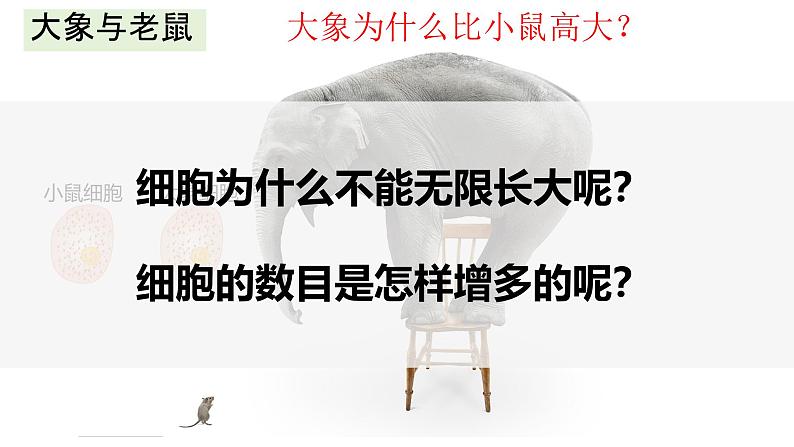 2.3.1 细胞通过分裂而增殖（2024秋） 2024北师大版七年级生物上册课件第3页