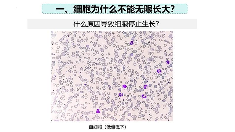 2.3.1 细胞通过分裂而增殖（2024秋） 2024北师大版七年级生物上册课件第4页