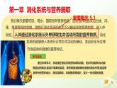 【核心素養(yǎng)】冀少版生物七年級下冊 3.1.1  消化系統(tǒng)的組成 同步課件+同步練習