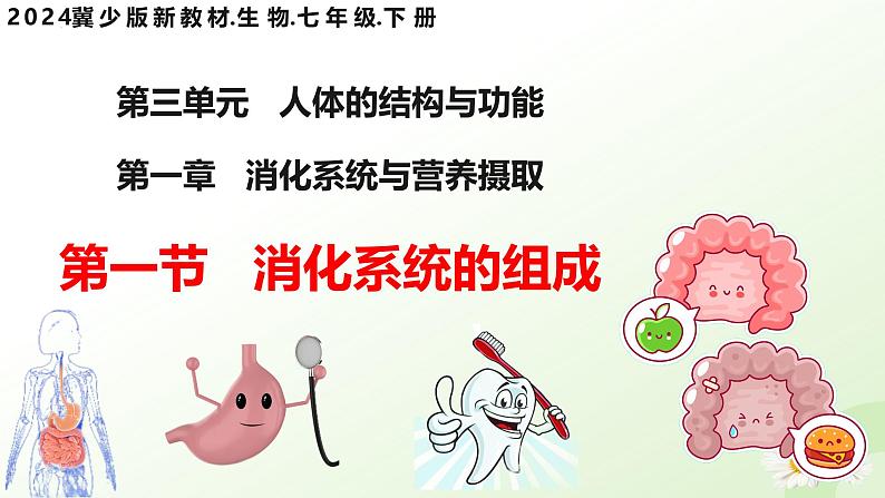 【核心素养】冀少版生物七年级下册 3.1.1  消化系统的组成 同步课件第3页