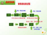【核心素养】冀少版生物七年级下册 3.1.3  食物的消化和营养物质的吸收（三、营养物质的吸收） 同步课件+同步练习