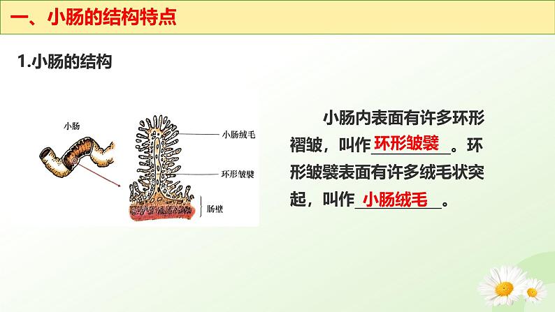 【核心素养】冀少版生物七年级下册 3.1.3  食物的消化和营养物质的吸收（三、营养物质的吸收） 同步课件第6页