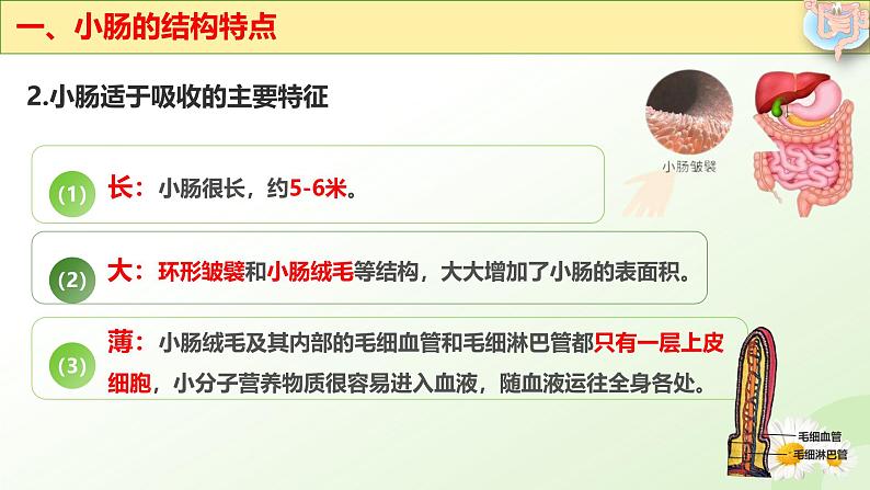 【核心素养】冀少版生物七年级下册 3.1.3  食物的消化和营养物质的吸收（三、营养物质的吸收） 同步课件第7页