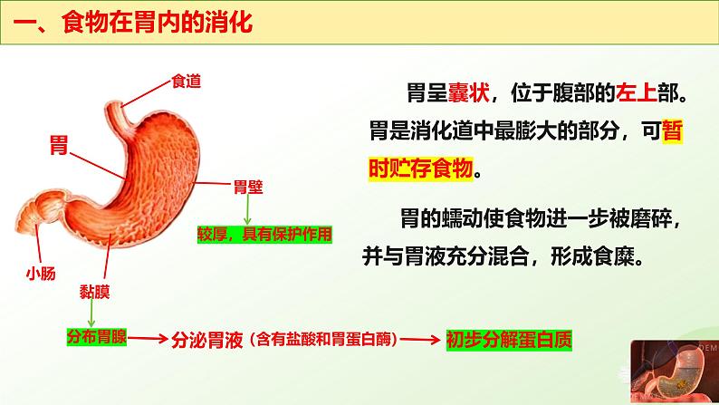 【核心素养】冀少版生物七年级下册 3.1.3 食物的消化和营养物质的吸收（二、食物在胃肠内的消化）同步课件第5页