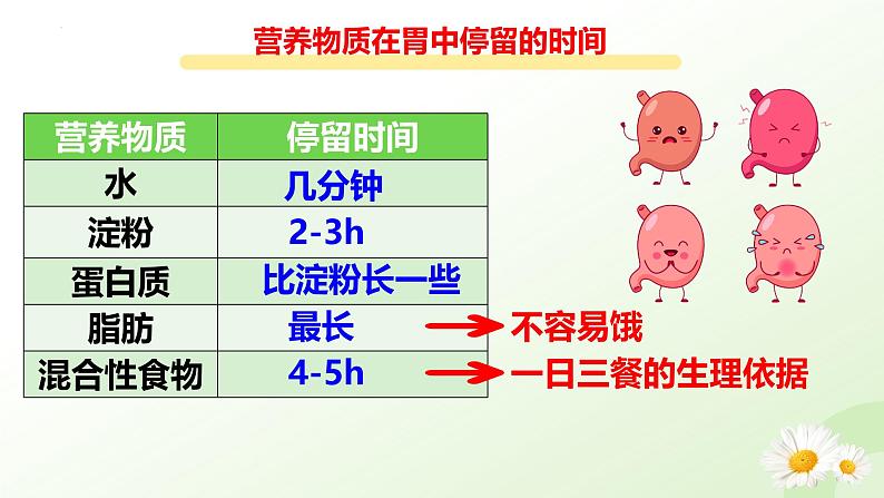 【核心素养】冀少版生物七年级下册 3.1.3 食物的消化和营养物质的吸收（二、食物在胃肠内的消化）同步课件第6页