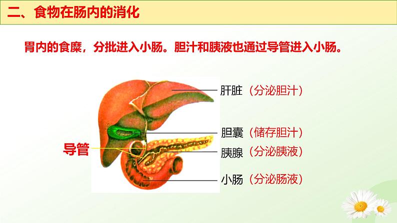 【核心素养】冀少版生物七年级下册 3.1.3 食物的消化和营养物质的吸收（二、食物在胃肠内的消化）同步课件第7页