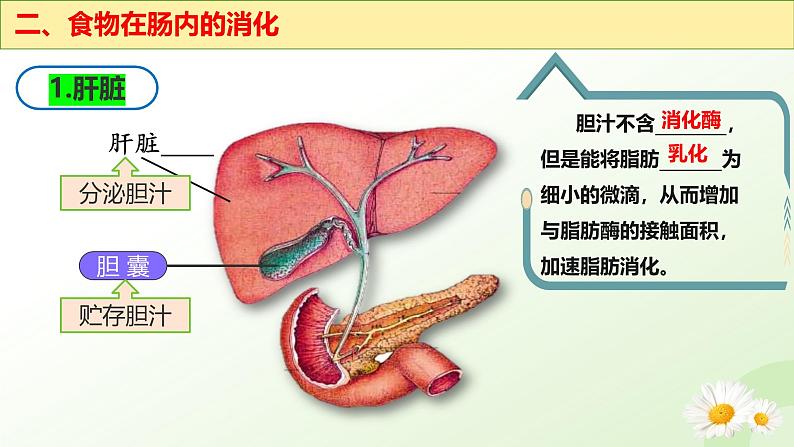 【核心素养】冀少版生物七年级下册 3.1.3 食物的消化和营养物质的吸收（二、食物在胃肠内的消化）同步课件第8页