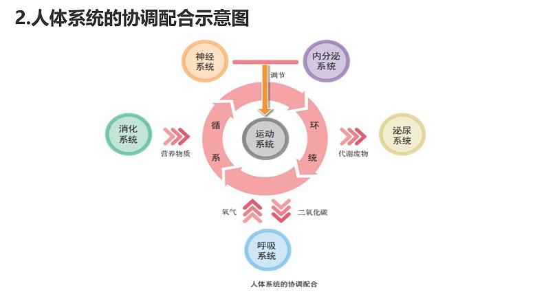 冀少版（2024）七上生物1.2.4生物体 课件第7页