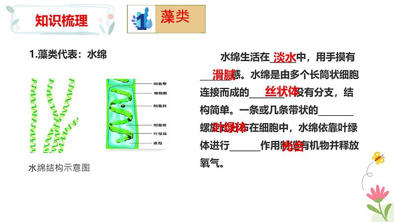 冀少版（2024）七上生物2.1藻类、植物和动物 章末复习 课件第4页