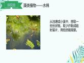 冀少版（2024）七上生物2.1.1 藻类 课件