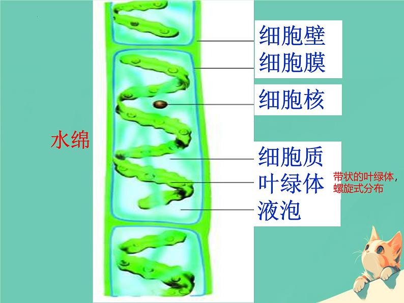 冀少版（2024）七上生物2.1.1 藻类 课件第8页