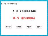 【新教材】冀少版生物七年级下册3.1.1  消化系统的组成 课件