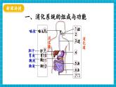 【新教材】冀少版生物七年级下册3.1.1  消化系统的组成 课件