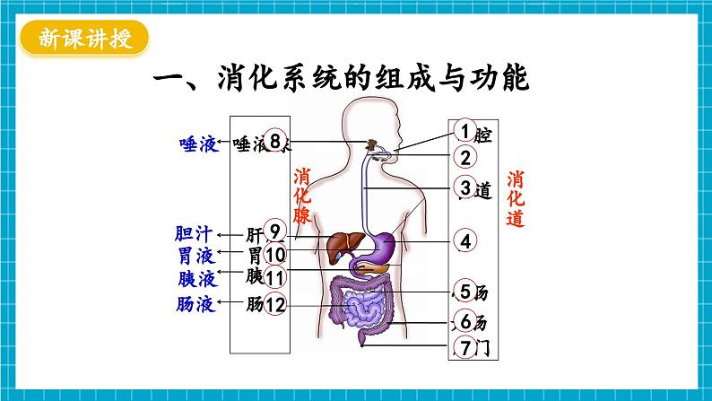 【新教材】冀少版生物七年级下册3.1.1  消化系统的组成 课件第4页