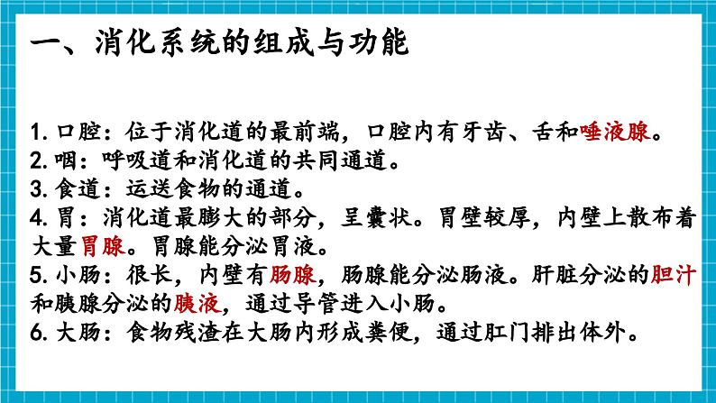 【新教材】冀少版生物七年级下册3.1.1  消化系统的组成 课件第5页