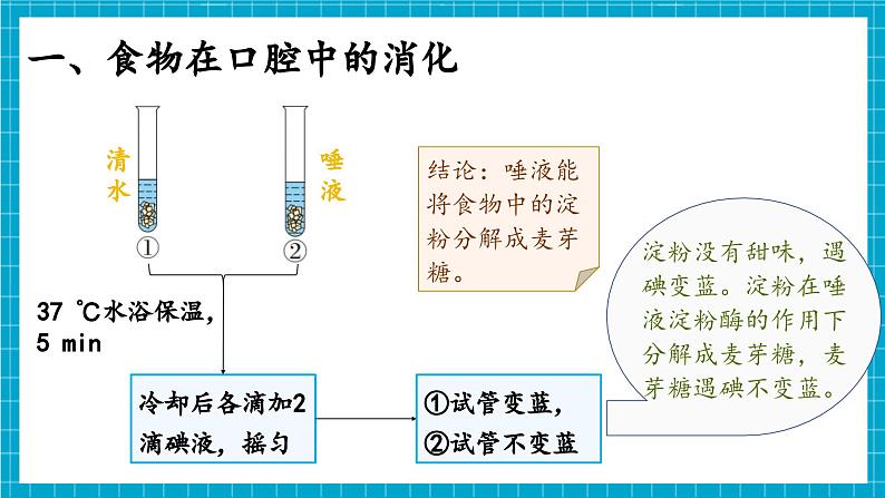 【新教材】冀少版生物七年级下册3.1.3 食物的消化和营养物质的吸收(一、食物在口腔内的消化) 课件第6页