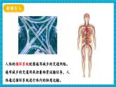 【新教材】冀少版生物七年级下册3.2.1 血液循环系统的组成(一、血液) 课件