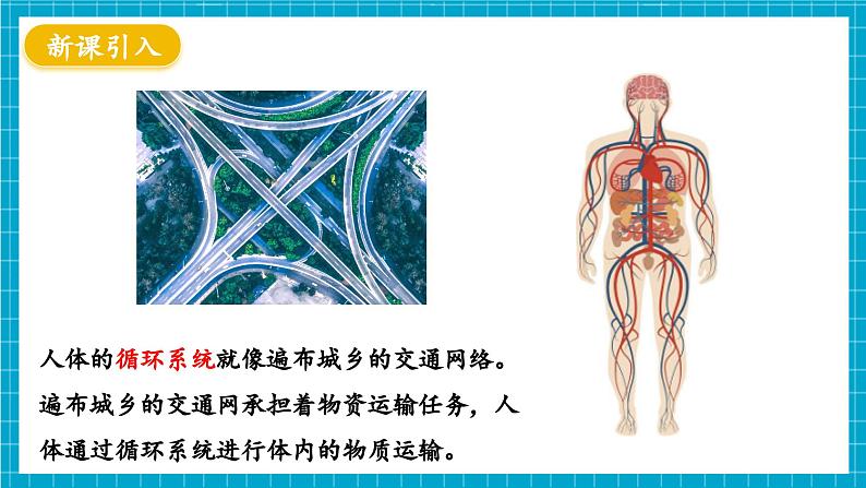 【新教材】冀少版生物七年级下册3.2.1 血液循环系统的组成(一、血液) 课件第3页