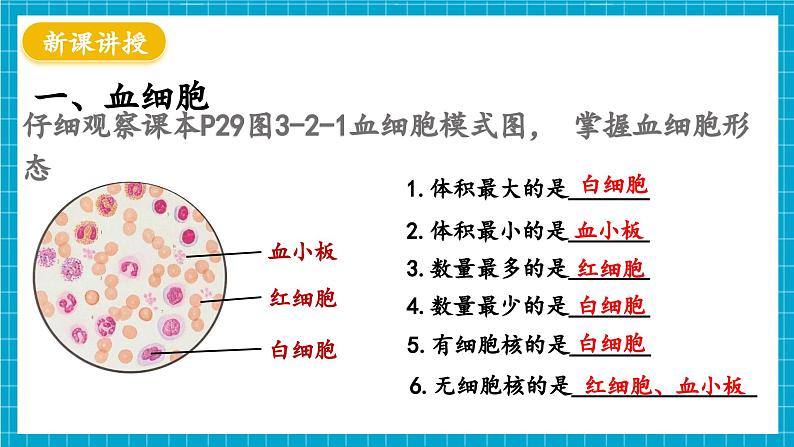 【新教材】冀少版生物七年级下册3.2.1 血液循环系统的组成(一、血液) 课件第5页