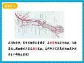 【新教材】冀少版生物七年級下冊3.2.1 血液循環(huán)系統(tǒng)的組成(二、血管) 課件