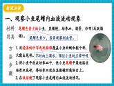 【新教材】冀少版生物七年級下冊3.2.1 血液循環(huán)系統(tǒng)的組成(二、血管) 課件