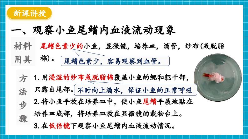 【新教材】冀少版生物七年级下册3.2.1 血液循环系统的组成(二、血管) 课件第4页