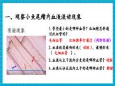 【新教材】冀少版生物七年級下冊3.2.1 血液循環(huán)系統(tǒng)的組成(二、血管) 課件