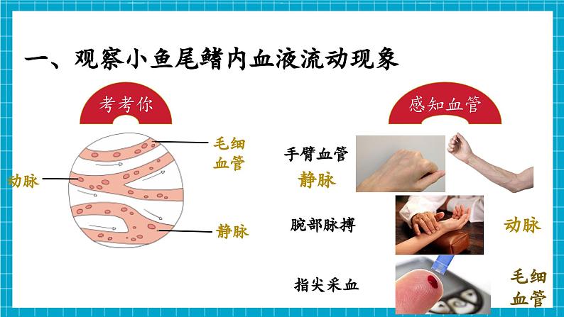 【新教材】冀少版生物七年级下册3.2.1 血液循环系统的组成(二、血管) 课件第6页