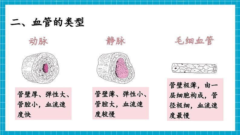 【新教材】冀少版生物七年级下册3.2.1 血液循环系统的组成(二、血管) 课件第8页