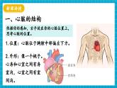 【新教材】冀少版生物七年級下冊3.2.1 血液循環(huán)系統(tǒng)的組成(三、心臟) 課件