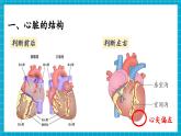 【新教材】冀少版生物七年級下冊3.2.1 血液循環(huán)系統(tǒng)的組成(三、心臟) 課件