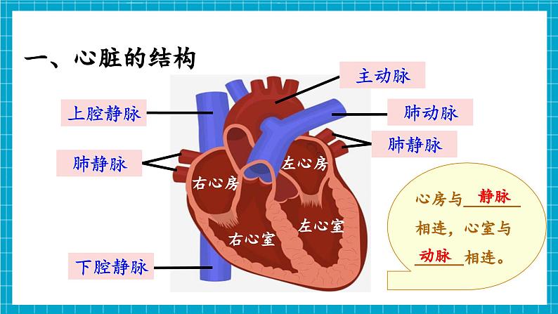 【新教材】冀少版生物七年级下册3.2.1 血液循环系统的组成(三、心脏) 课件第8页