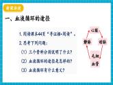 【新教材】冀少版生物七年級下冊3.2.2 血液循環(huán)的途徑和功能 課件