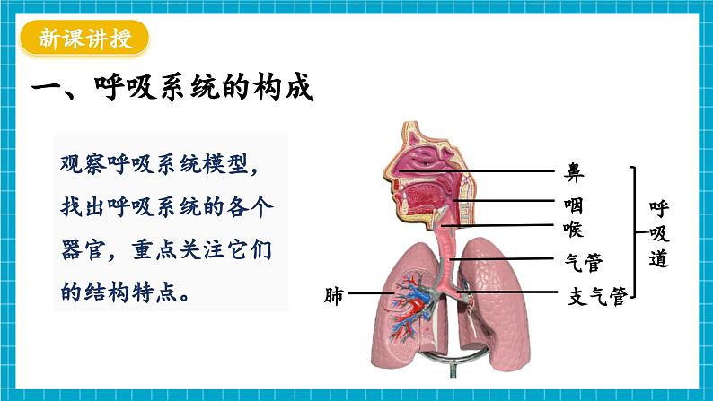 【新教材】冀少版生物七年级下册3.3.1 呼吸系统的组成 课件第4页