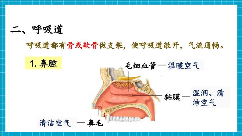 【新教材】冀少版生物七年级下册3.3.1 呼吸系统的组成 课件第5页