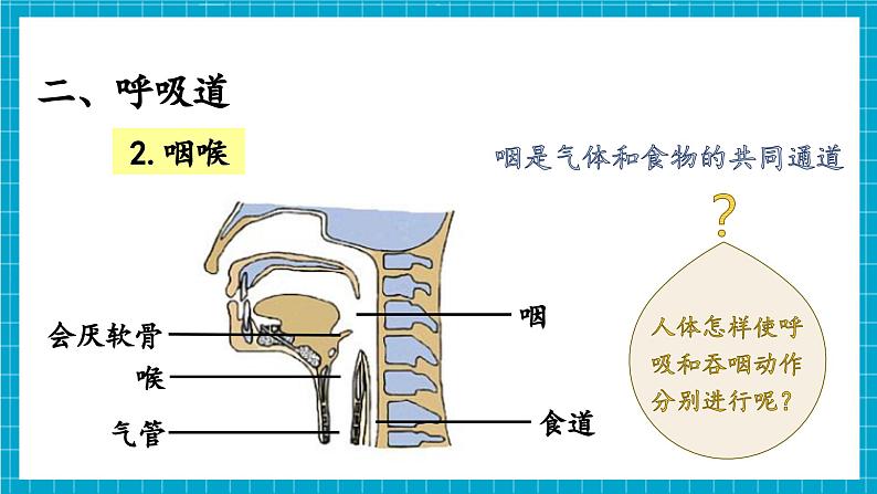 【新教材】冀少版生物七年级下册3.3.1 呼吸系统的组成 课件第6页