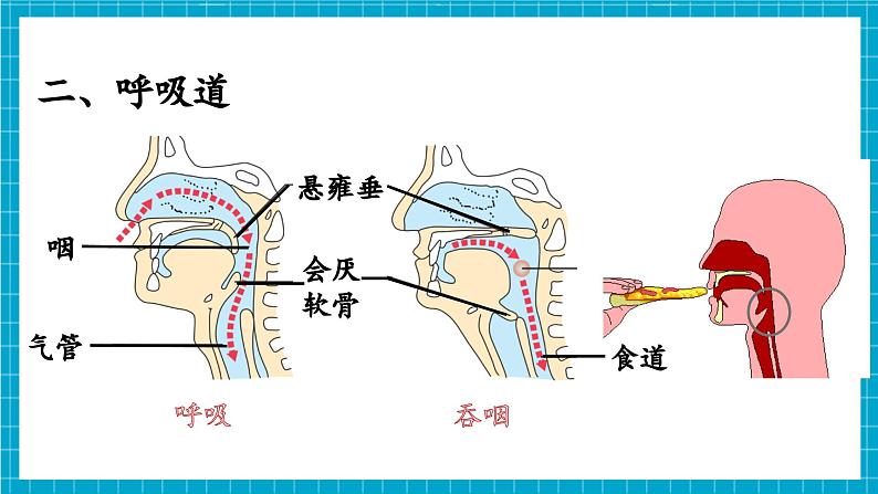 【新教材】冀少版生物七年级下册3.3.1 呼吸系统的组成 课件第7页