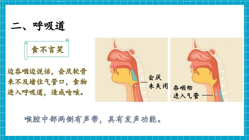 【新教材】冀少版生物七年级下册3.3.1 呼吸系统的组成 课件第8页