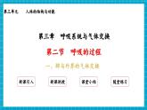 【新教材】冀少版生物七年级下册3.3.2 呼吸的过程(一、肺与外界的气体交换) 课件