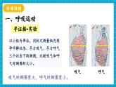 【新教材】冀少版生物七年级下册3.3.2 呼吸的过程(一、肺与外界的气体交换) 课件