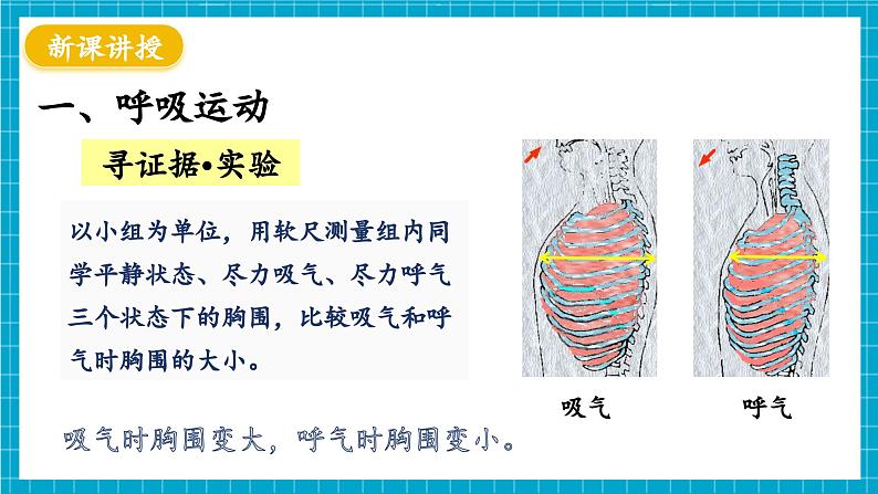 【新教材】冀少版生物七年级下册3.3.2 呼吸的过程(一、肺与外界的气体交换) 课件第4页