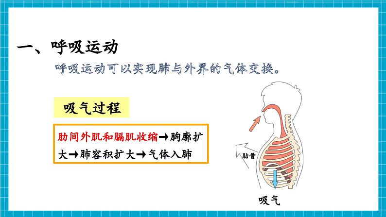 【新教材】冀少版生物七年级下册3.3.2 呼吸的过程(一、肺与外界的气体交换) 课件第5页