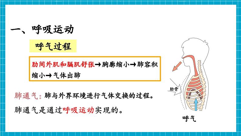 【新教材】冀少版生物七年级下册3.3.2 呼吸的过程(一、肺与外界的气体交换) 课件第6页