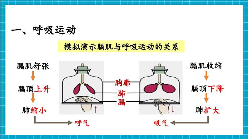 【新教材】冀少版生物七年级下册3.3.2 呼吸的过程(一、肺与外界的气体交换) 课件第7页