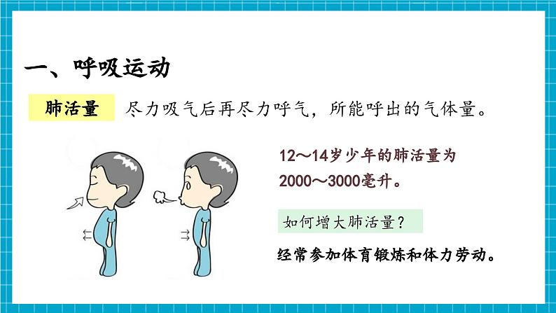 【新教材】冀少版生物七年级下册3.3.2 呼吸的过程(一、肺与外界的气体交换) 课件第8页