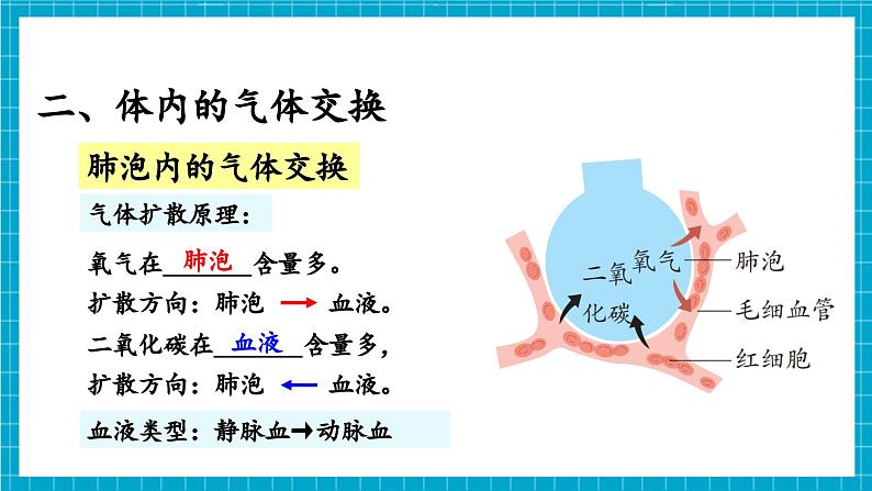 【新教材】冀少版生物七年级下册3.3.2 呼吸的过程(二、体内的气体交换) 课件第7页