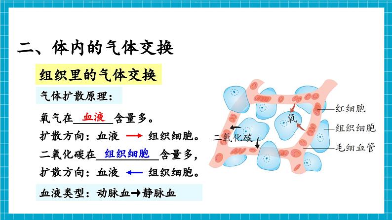 【新教材】冀少版生物七年级下册3.3.2 呼吸的过程(二、体内的气体交换) 课件第8页