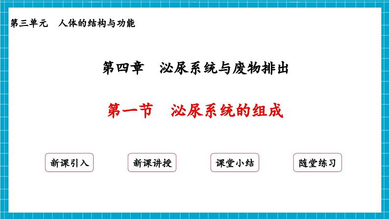 【新教材】冀少版生物七年级下册3.4.1 泌尿系统的组成 课件第2页